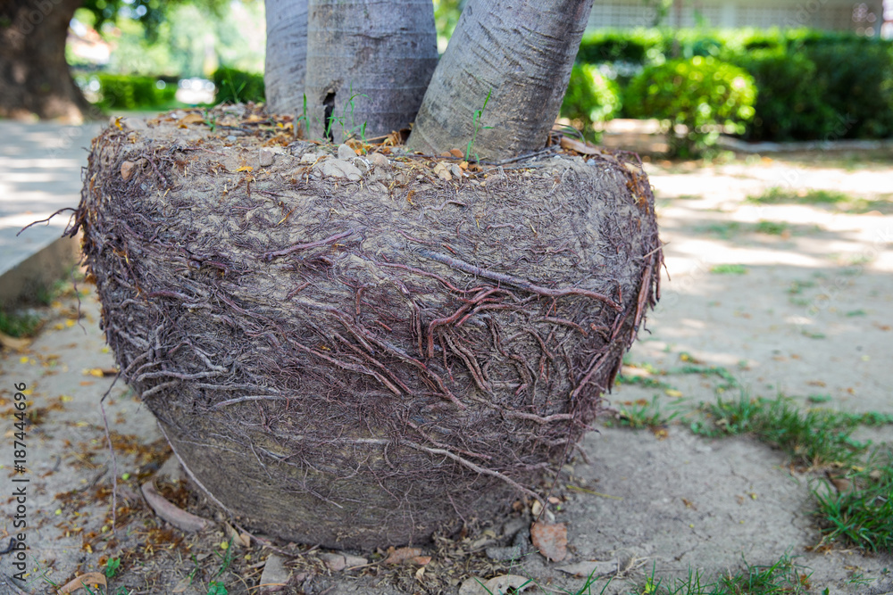 Moving large trees