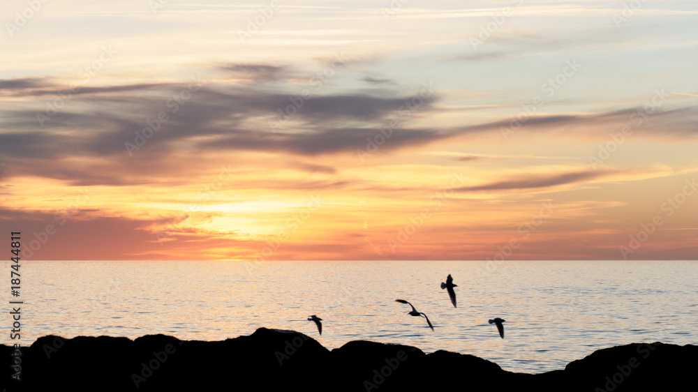 ballet wild birds in a rise of the Mediterranean sun ballet wild birds in a rise of the Mediterranean sun