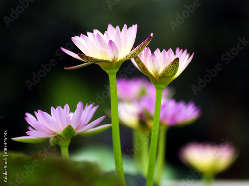 beautiful lotus blossoms or water lily flowers blooming on pond