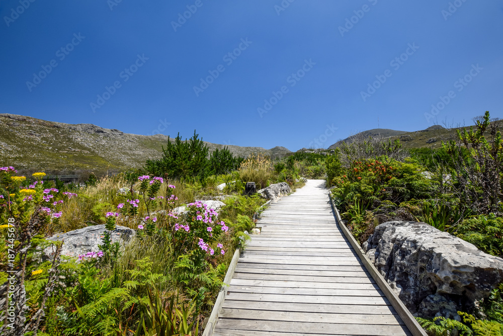 Beautiful view of a boardwalk hiking trail in Silvermine Nature Reserve, part of the Table Mountain National Park in Cape Town, South Africa.