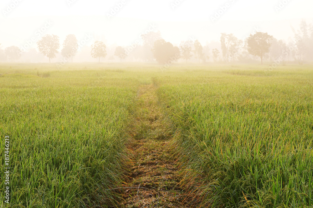 Fototapeta premium rice field , thailand