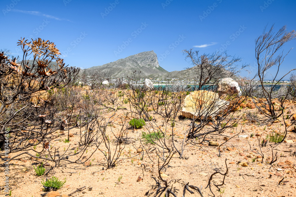 Burnt bush land after a bushfire near Pringle Bay, located along Route 44 in the eastern part of False Bay near Cape Town. Bushland in the foreground, Hangklip mountain in the background. Burnt bush land after a bushfire near Pringle Bay, located along Route 44 in the eastern part of False Bay near Cape Town. Bushland in the foreground, Hangklip mountain in the background.
