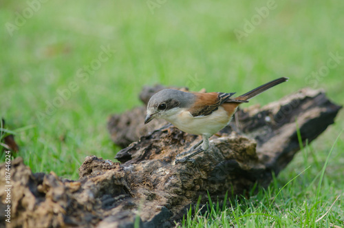 Burmese Shrike female perching on a branch photo