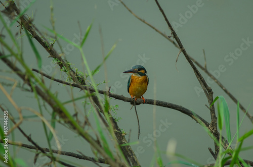 Common kingfisher perching on the branch