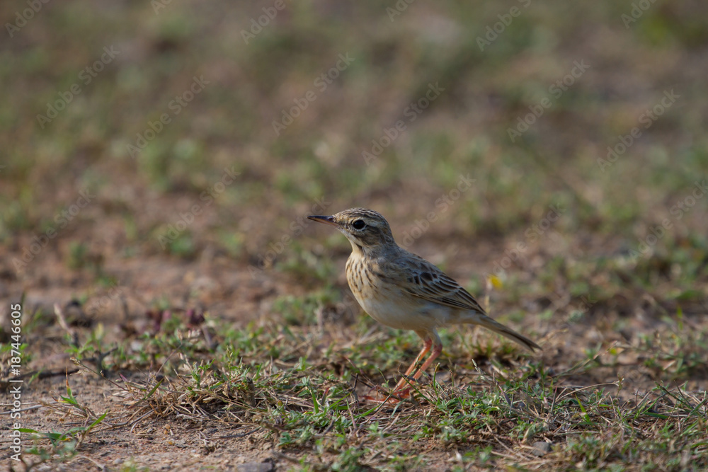 paddyfield pipit or Oriental pipit bird paddyfield pipit or Oriental pipit bird