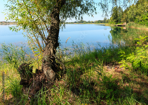 Summer lake calm rushy shore.