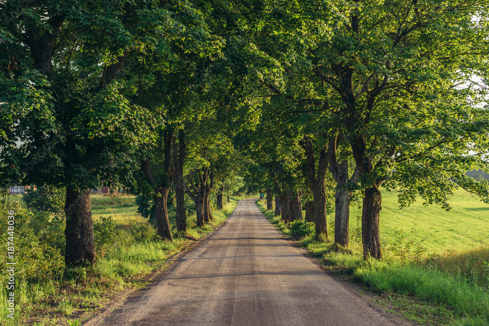 Naklejka premium Road among trees between small villages in Masurian Lakeland region of Poland