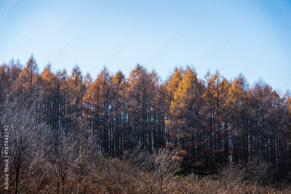 Rows of yellow pine tree Rows of yellow pine tree