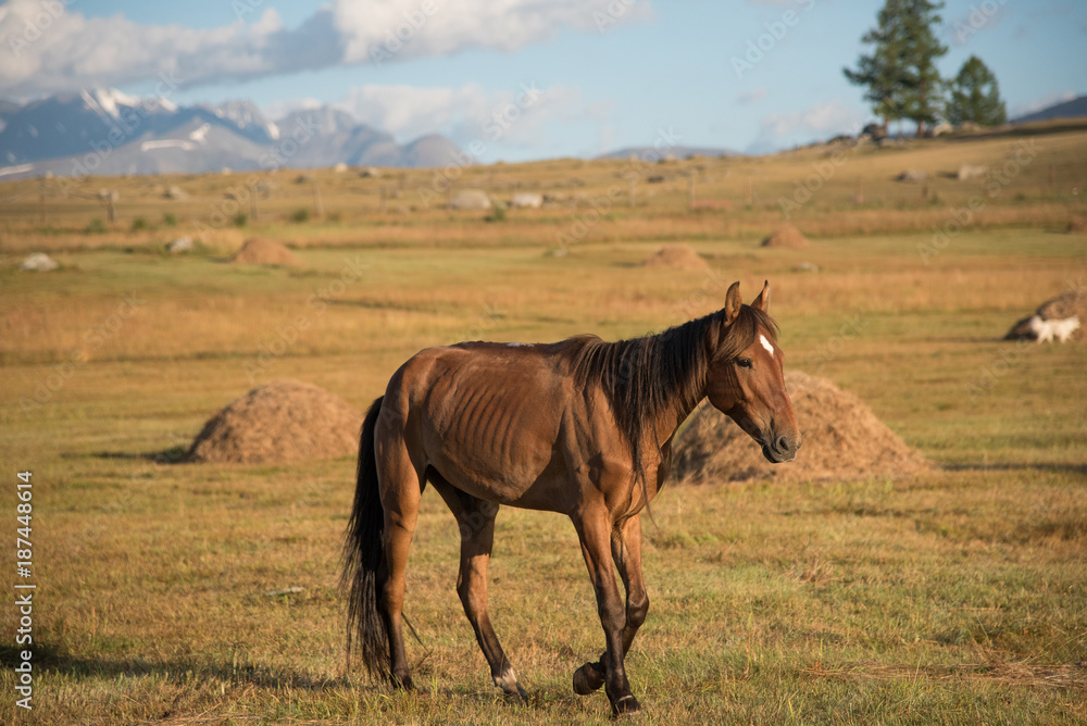 Wild nature of the Altai. A beautiful horse is grazing in the steppe against the backdrop of mountains with snow Wild nature of the Altai. A beautiful horse is grazing in the steppe against the backdrop of mountains with snow