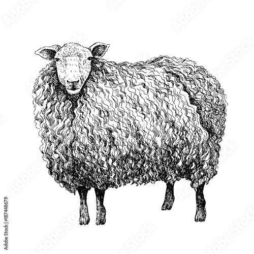 Sheep sketch style. Hand drawn illustration of beautiful black and white animal. Line art drawing in vintage style. Realistic image.