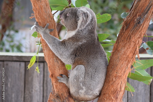 Photography koala