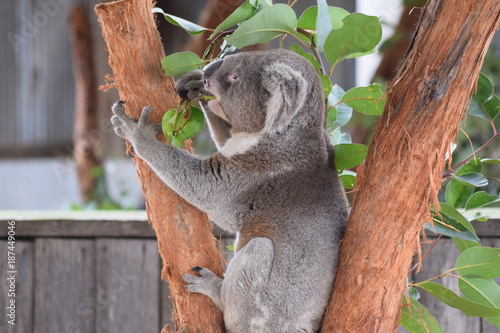 Photography koala
