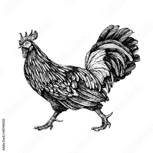 Rooster. Cock Illustration in drawing style. Grunge label, sticker for the farms and manufacturing depicting roster. Grunge label for the chicken product. Farm painting. Cockerel. Vector
