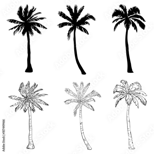 Vector palm tree silhouette icons on white background.