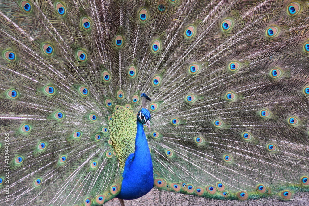 Naklejka premium peacock