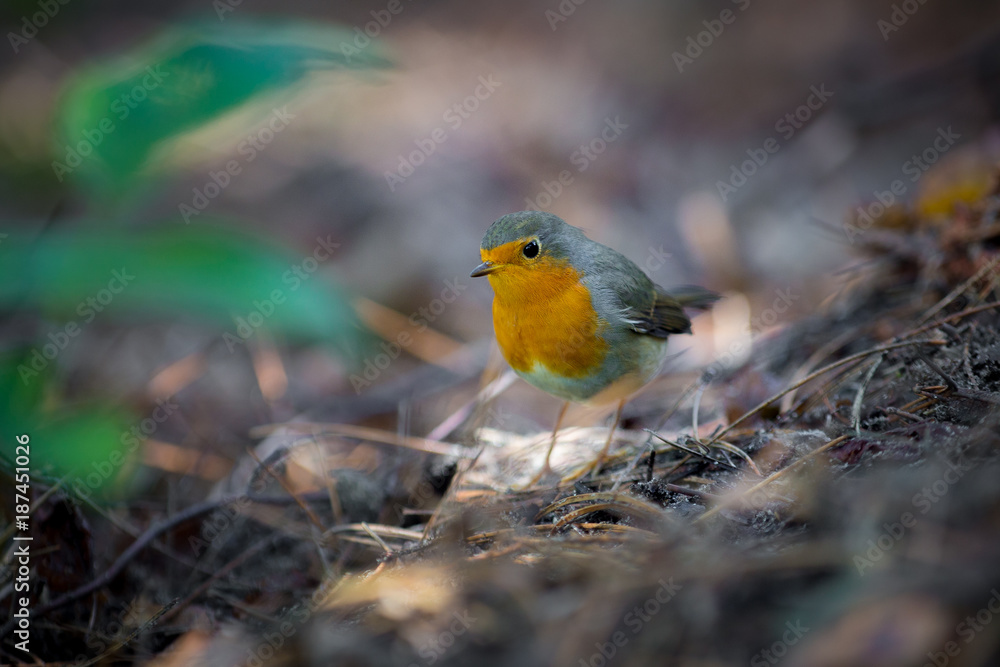 A little singing bird