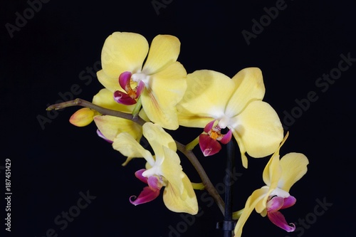 Flower of a yellow colored phalaenopsis orchid