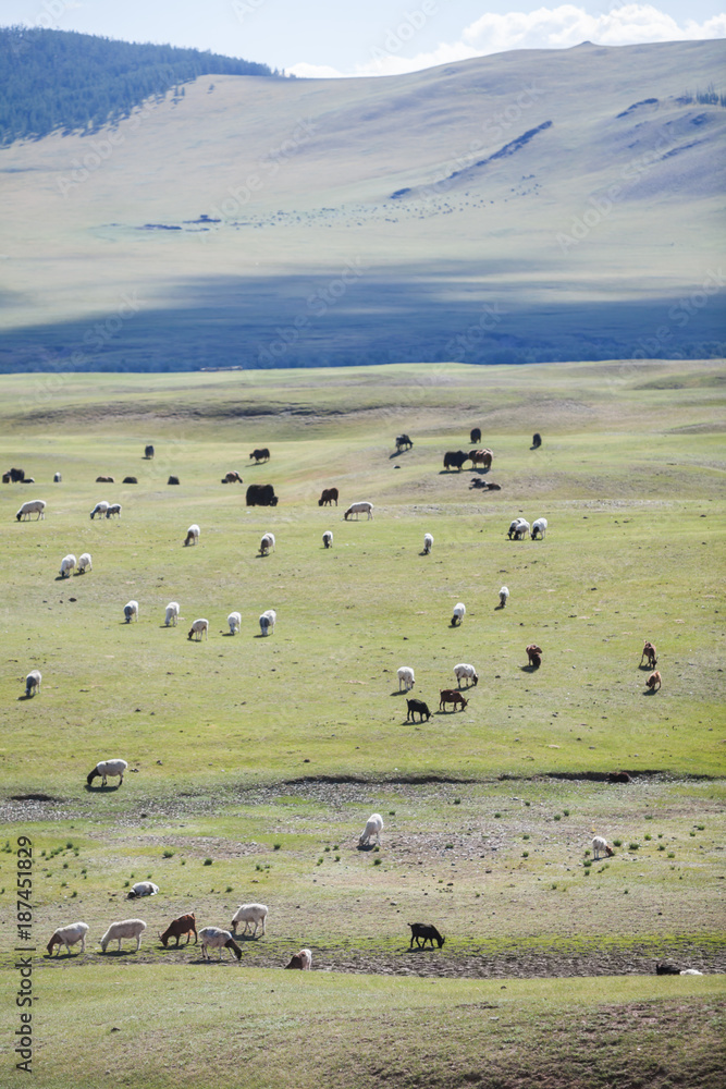 Sheep and goats in Mongolia