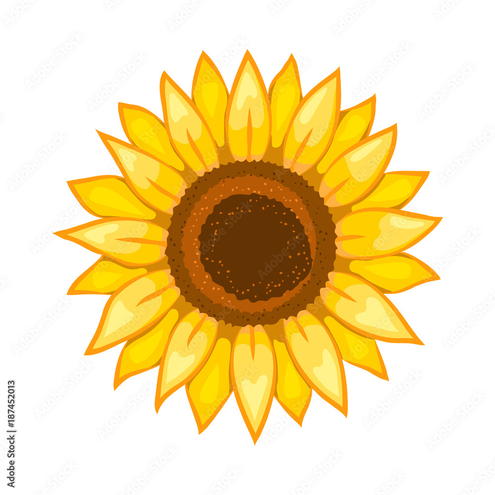 Fototapeta premium Sunflower. Isolated flower on white background. Vector illustration.