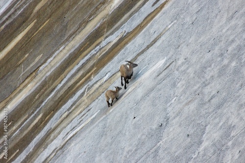 Mother and cub of Alpine Ibex, a species of wild goat that lives in the mountains of the European Alps, licks stones and salt on a vertical dam at the lake Barbellino. Bergamo, Italy photo