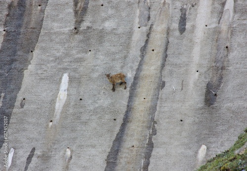 Cub of Alpine Ibex, a species of wild goat that lives in the mountains of the European Alps, licks stones and salt on a vertical dam at the lake Barbellino. Bergamo, Italy