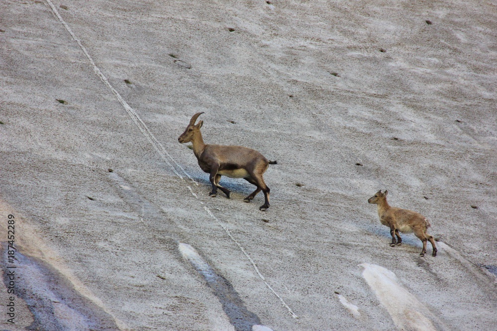 Mother and cub of Alpine Ibex, a species of wild goat that lives in the mountains of the European Alps, licks stones and salt on a vertical dam at the lake Barbellino. Bergamo, Italy Mother and cub of Alpine Ibex, a species of wild goat that lives in the mountains of the European Alps, licks stones and salt on a vertical dam at the lake Barbellino. Bergamo, Italy