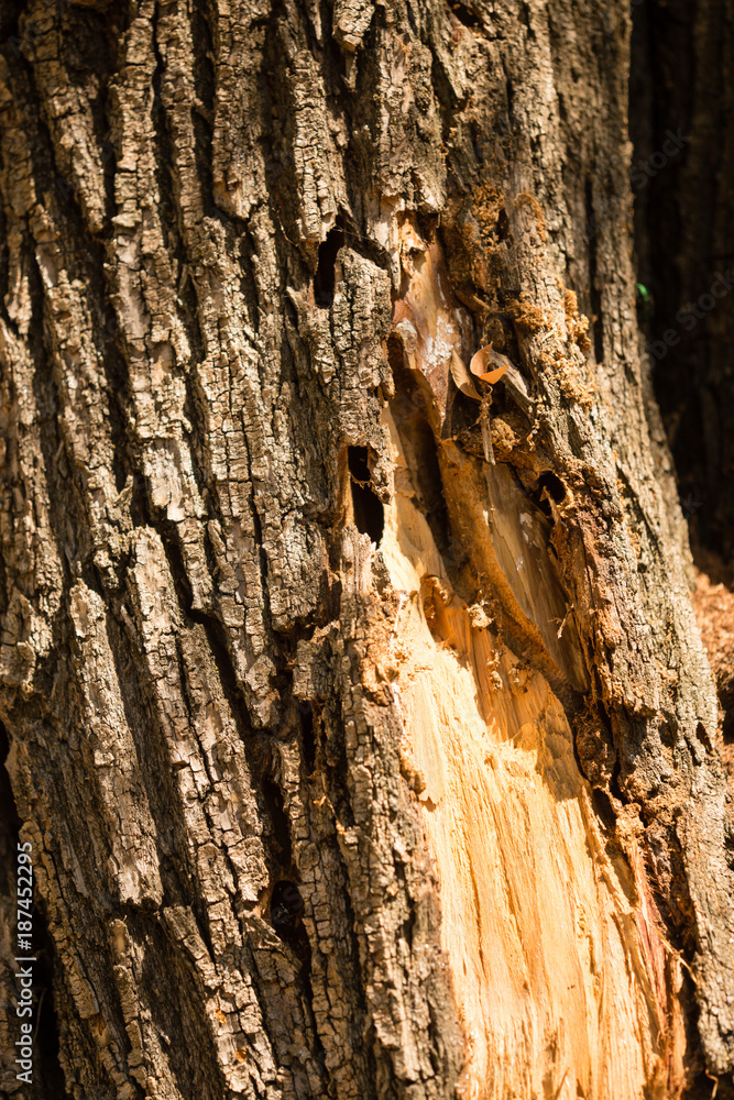 Bark from a tree as a background Bark from a tree as a background