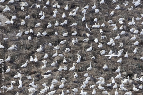 Breading colony of northern gannets (Morus bassanus)