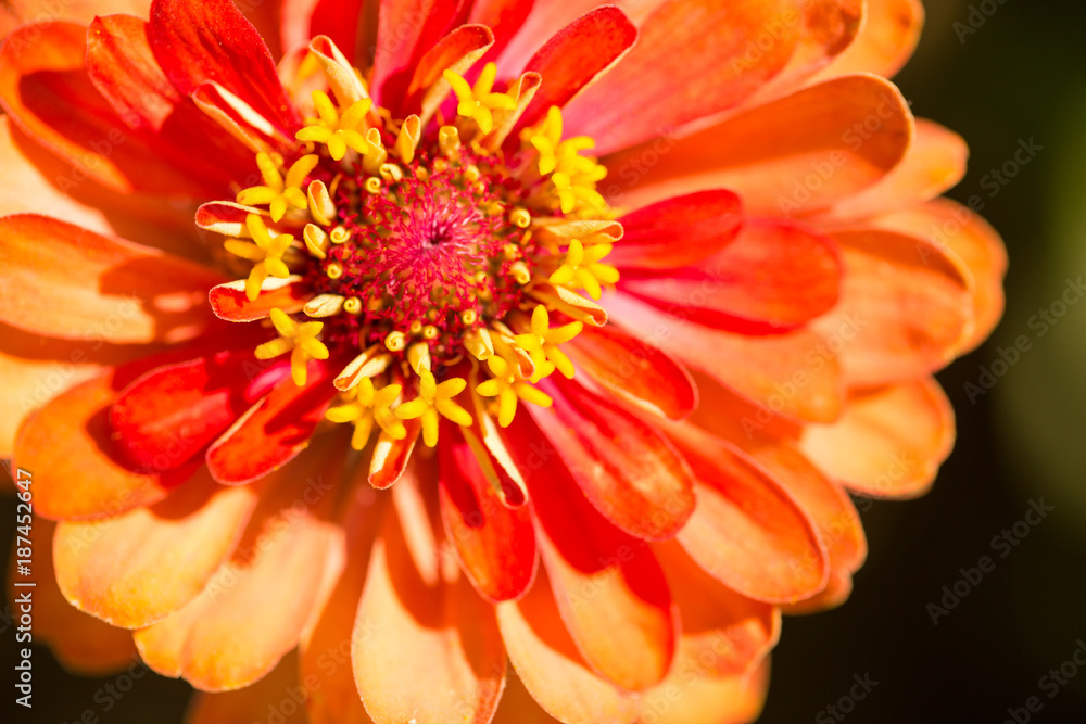 Red flower in a park