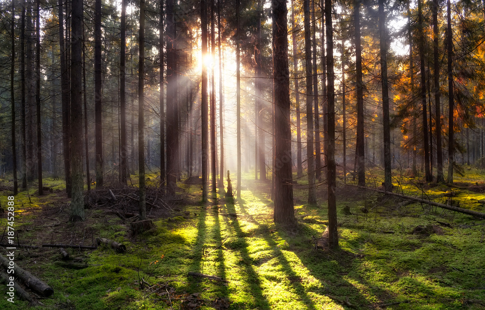 Fototapeta premium Sunbeams in Natural Spruce Forest