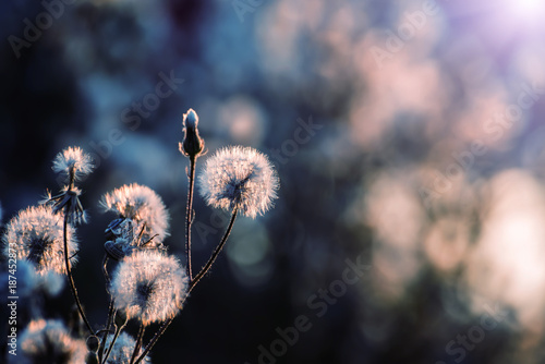 Fototapeta Naklejka Na Ścianę i Meble -  fluffy gentle flowers white dandelions in beautiful sunset sunlight. Soft gentle focus. Beautiful light. natural dark background and  bokeh.
