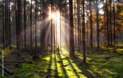 Sunbeams in Natural Spruce Forest