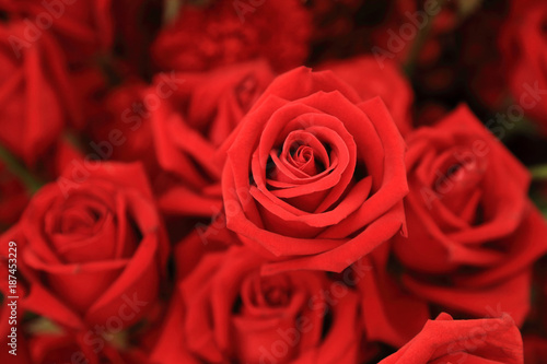 Beautiful red rose in flower bouquet.