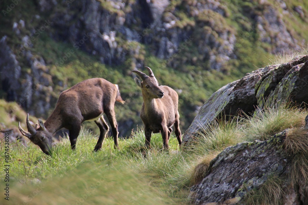 Couple of Alpine ibex in Alps Orobie, Val Seriana, Bergamo, Italy. Summertime. Couple of Alpine ibex in Alps Orobie, Val Seriana, Bergamo, Italy. Summertime.