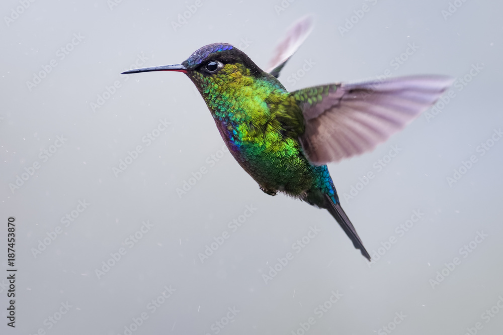 Fototapeta premium Hummingbird in the cloud forest of Dota, Costa Rica