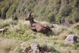 Alpine ibex in Alps Orobie, Val Seriana, Bergamo, Italy. Summertime.