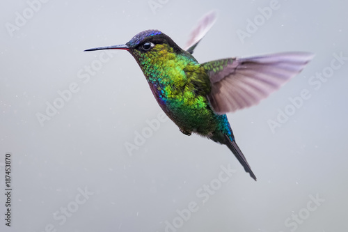 Hummingbird in the cloud forest of Dota, Costa Rica © Thorsten Spoerlein