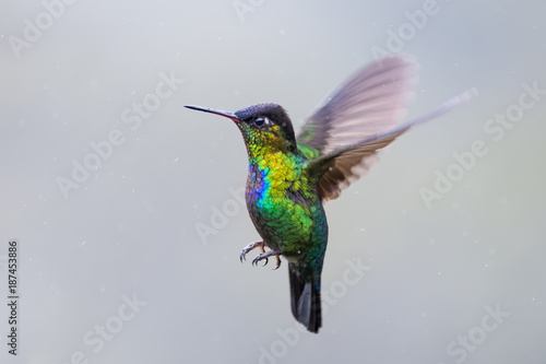 Hummingbird in the cloud forest of Dota, Costa Rica © Thorsten Spoerlein