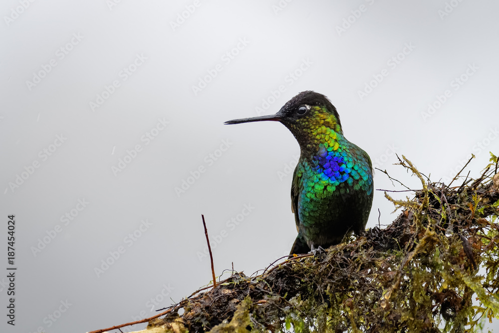 Hummingbird in the cloud forest of Dota, Costa Rica Hummingbird in the cloud forest of Dota, Costa Rica