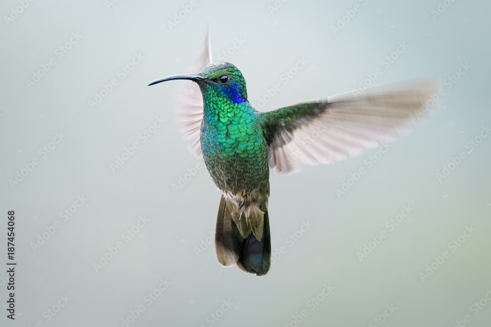 Fototapeta premium Koliber w lesie chmur Dota, Kostaryka