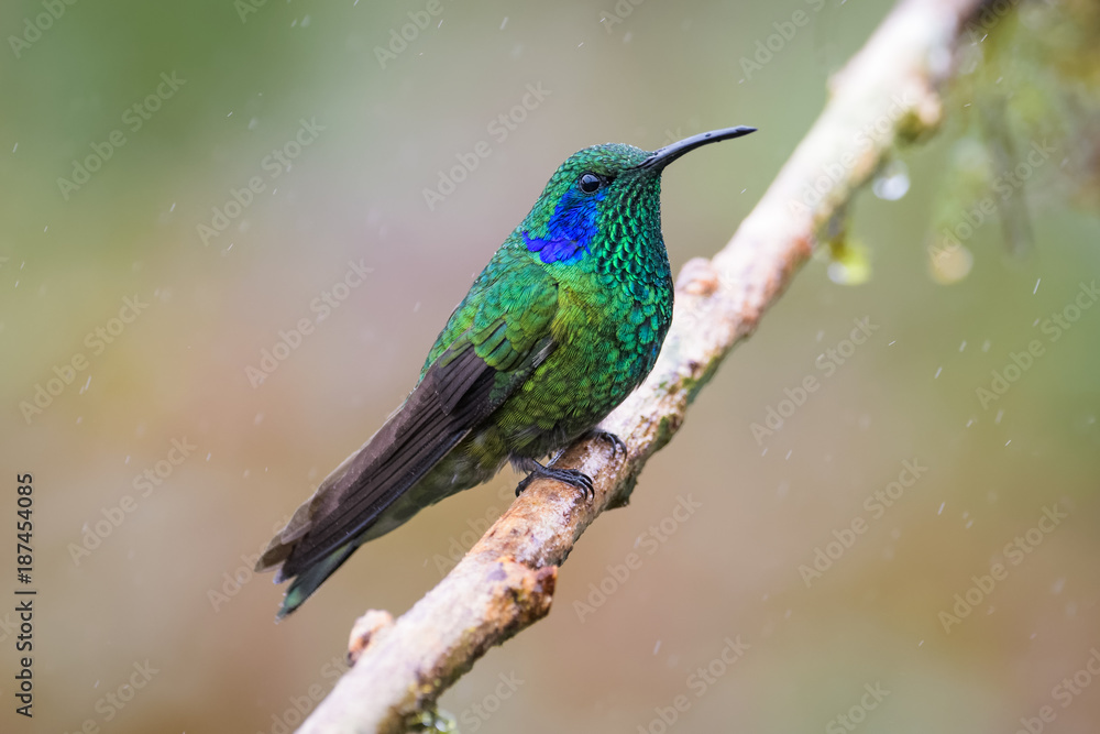 Fototapeta premium Hummingbird in the cloud forest of Dota, Costa Rica