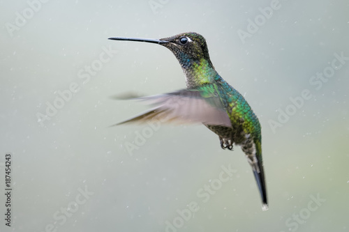 Hummingbird in Costa Rica