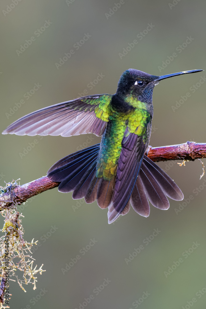 Fototapeta premium Hummingbird in Costa Rica