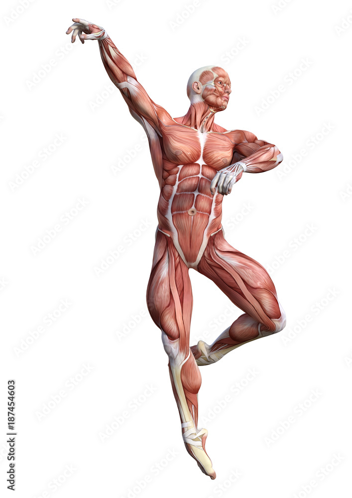 3D Rendering Male Anatomy Figure on White 3D Rendering Male Anatomy Figure on White