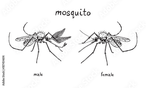 Mosquito female and male, with name, hand drawn doodle sketch, isolated vector outline illustration