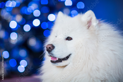 cute dog in the christmas lights