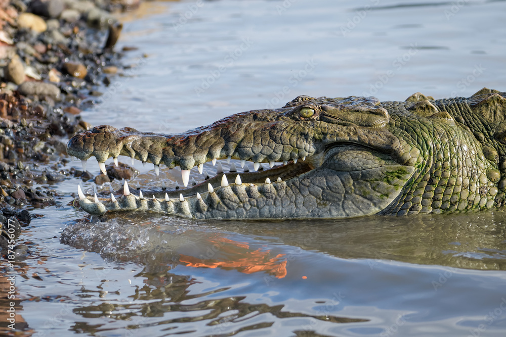 Naklejka premium American crocodile in water