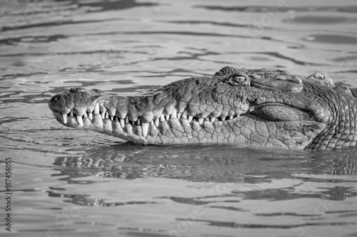American crocodile in water