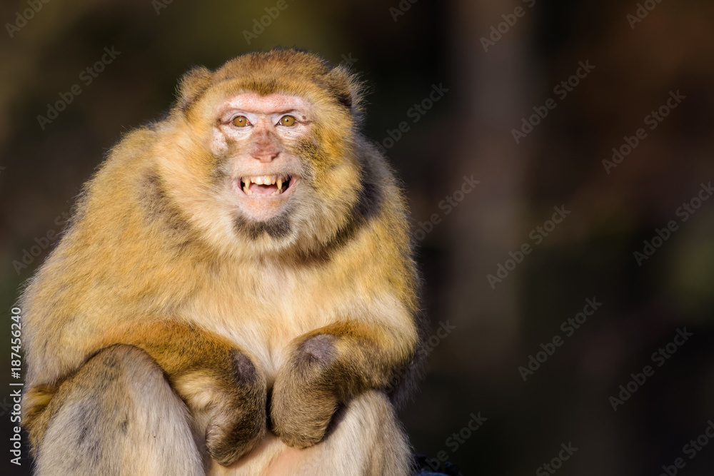 Fototapeta premium Barbary macaque grinning at the camera