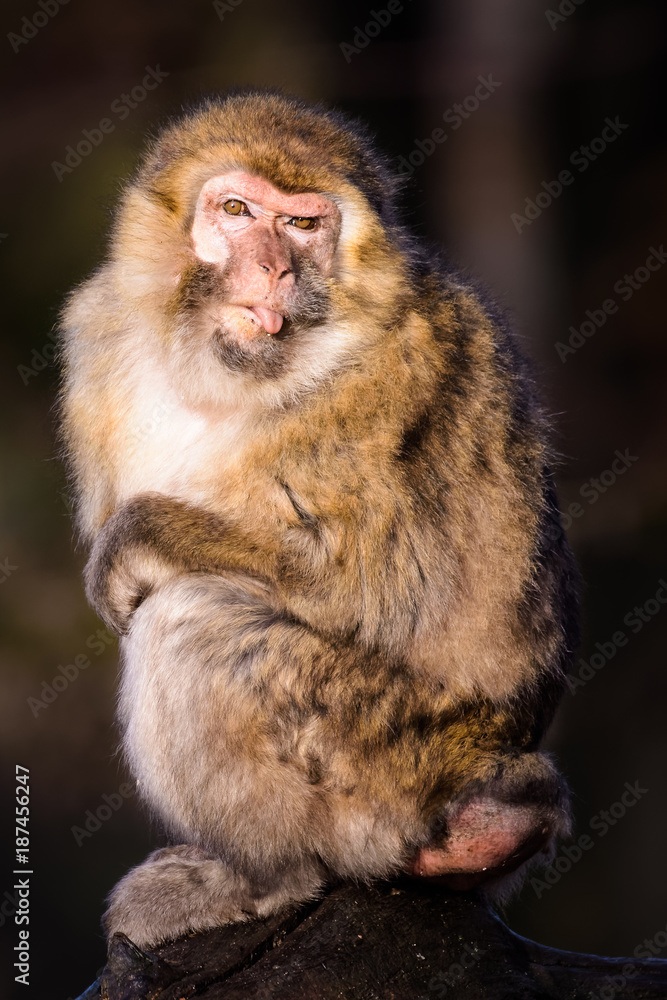 Obraz premium Barbary macaque sticking out its tongue